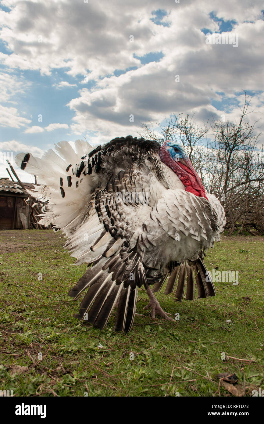 turkey male or gobbler closeup on the blue sky background Stock Photo