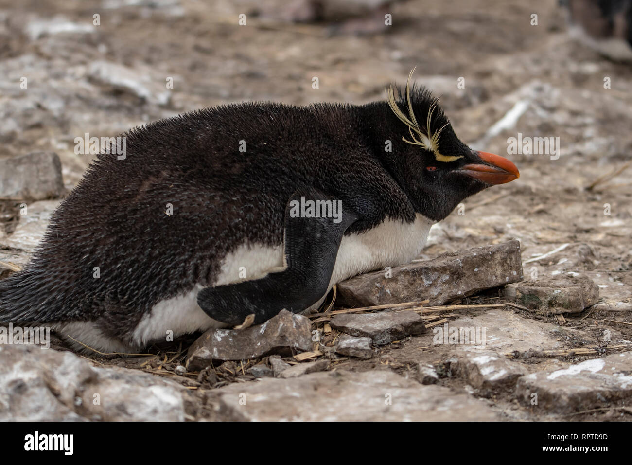 Rockhopper Penguin, Eudyptes chrysocome, Falkland Islands Stock Photo