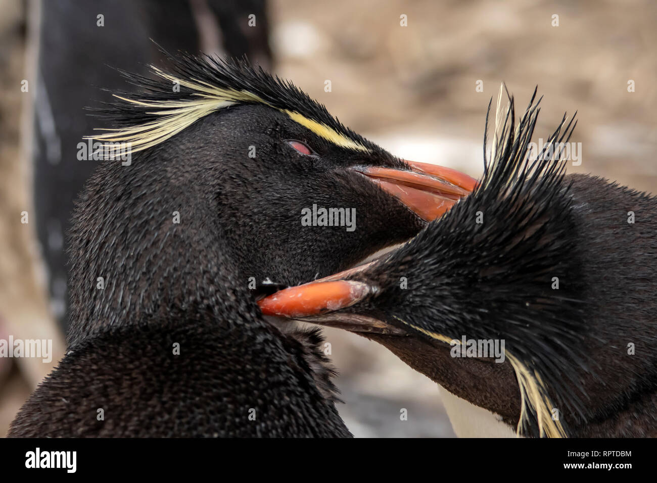 Rockhopper Penguins, Eudyptes chrysocome, Falkland Islands Stock Photo