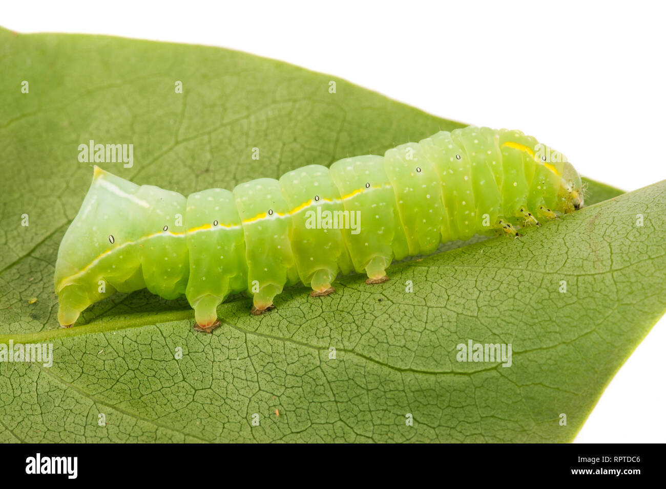 Fat green worm hi-res stock photography and images - Alamy