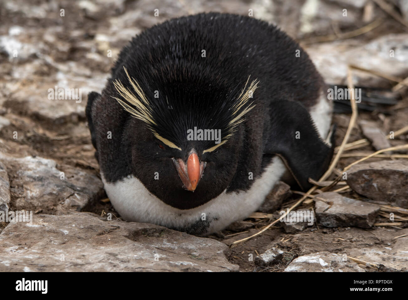 Rockhopper Penguin, Eudyptes chrysocome, Falkland Islands Stock Photo