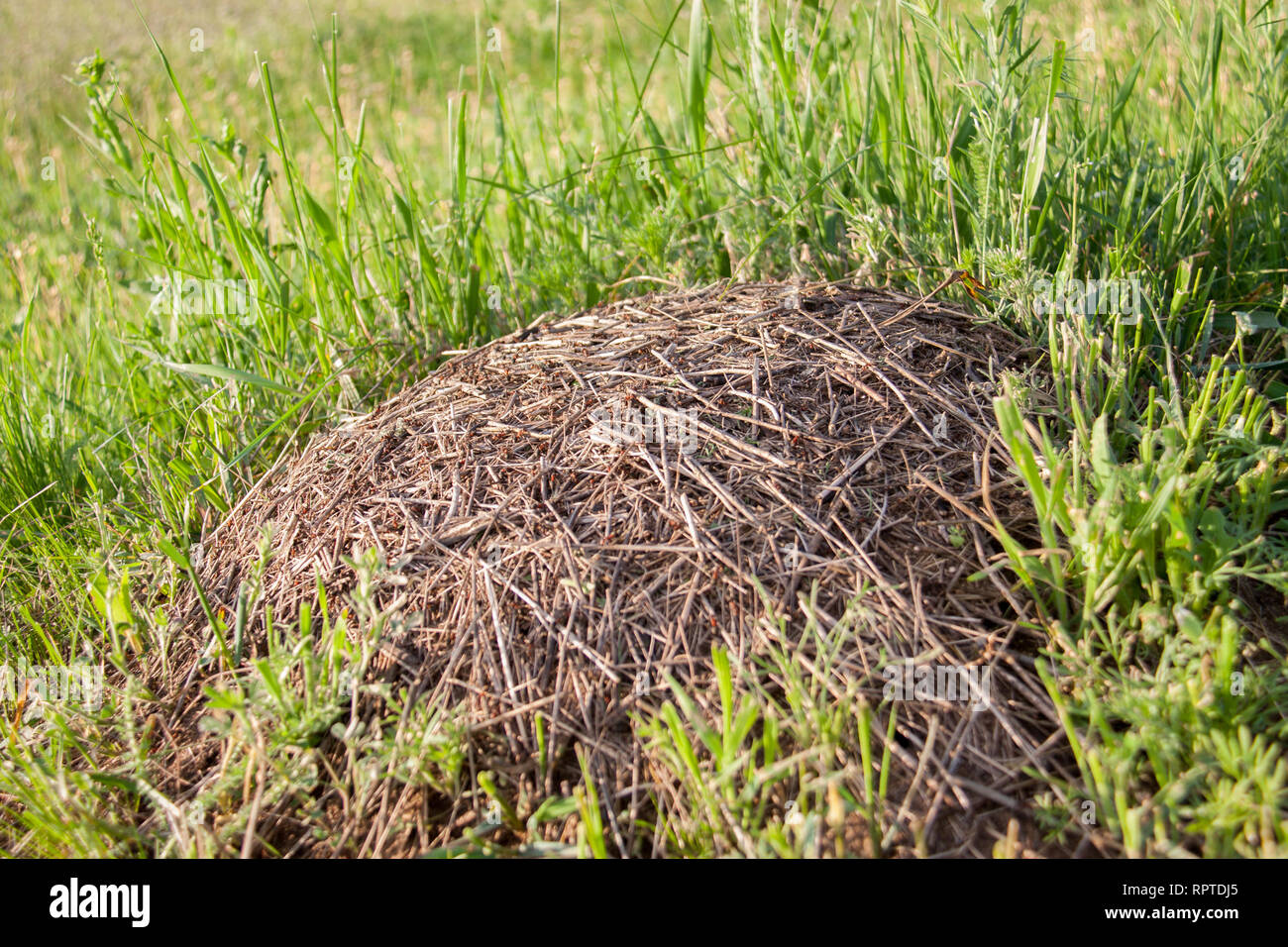 Anthill on the green grass close up Stock Photo