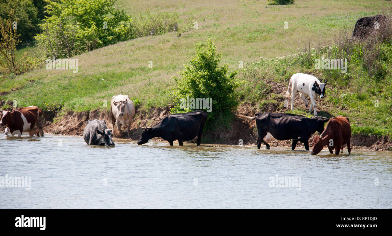 cows come to drink water from the lake in village Stock Photo Alamy