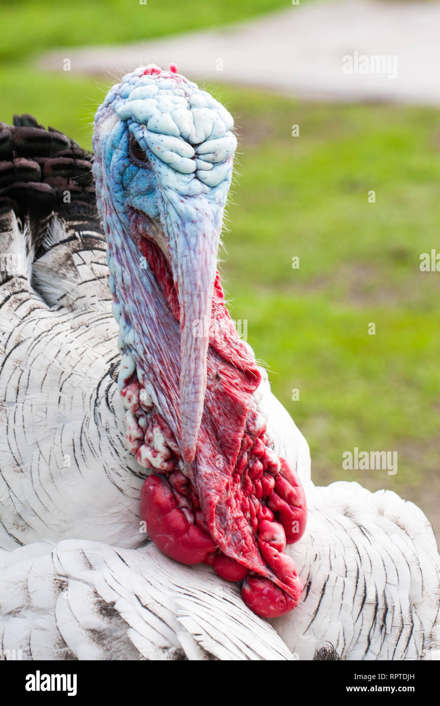 Portrait of a turkey male or gobbler closeup on a green background Stock Photo