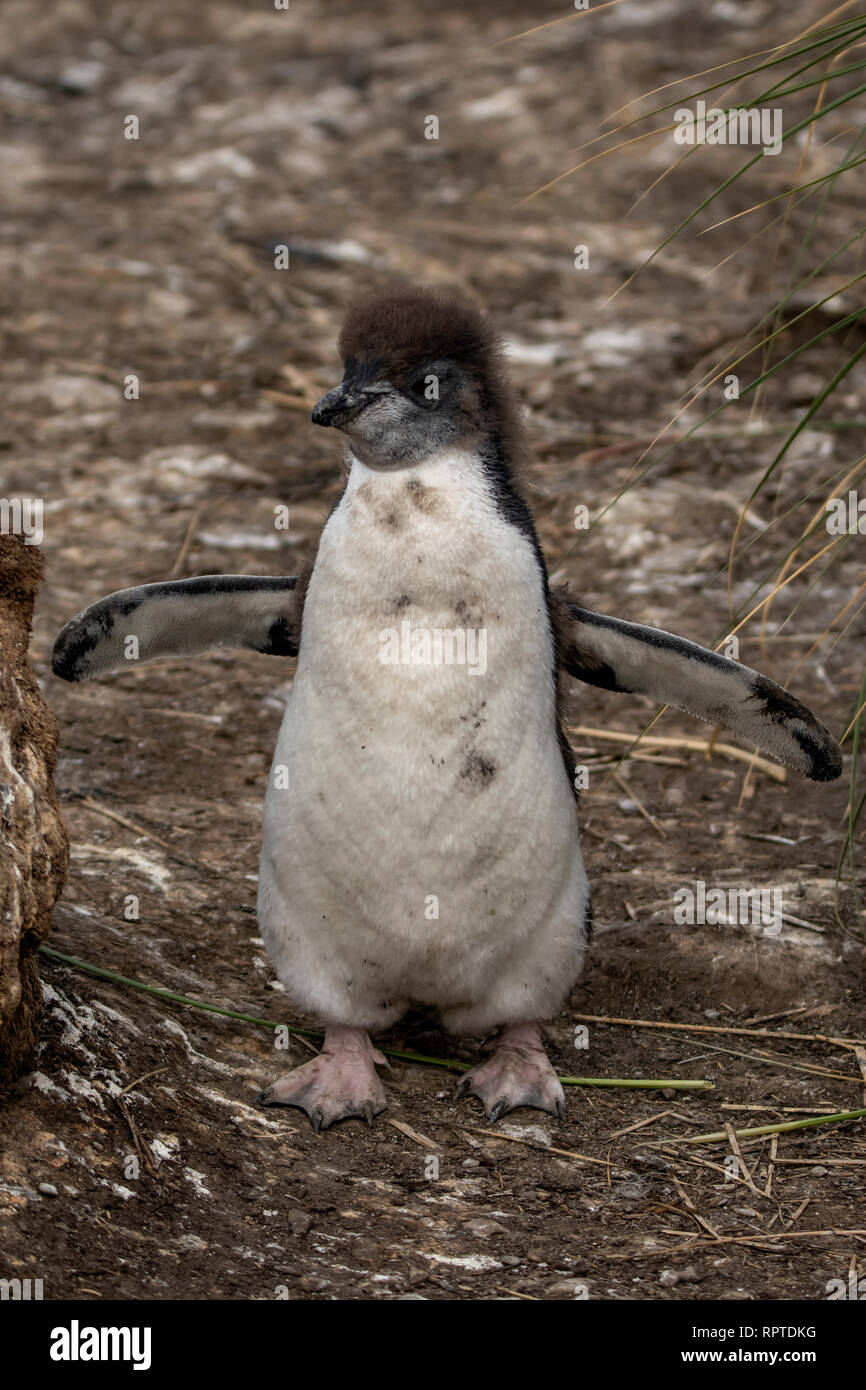 Rockhopper Penguin Chick, Eudyptes chrysocome, Falkland Islands Stock Photo