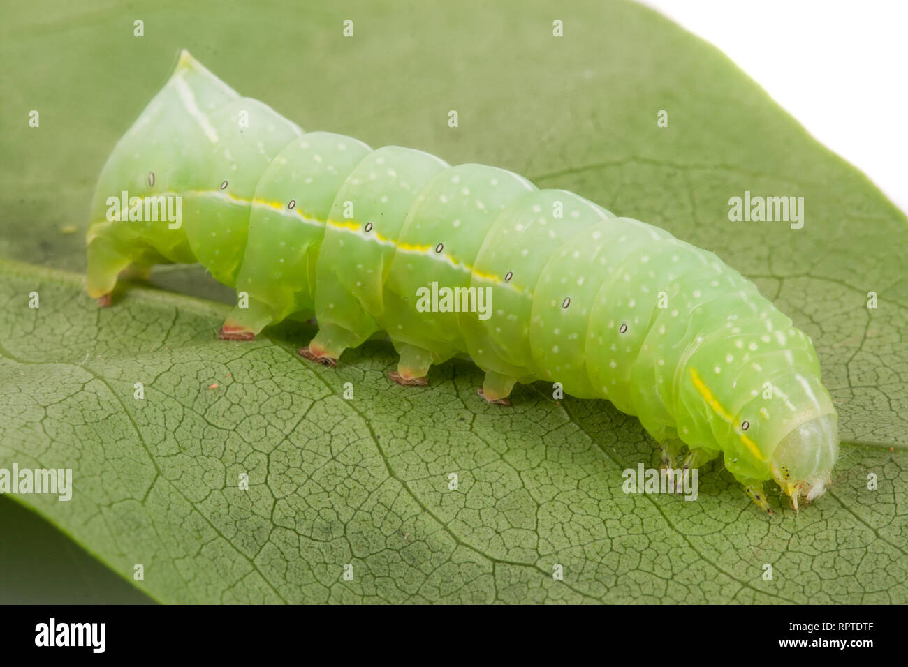 Beautiful silkworm caterpillar on white hi-res stock photography and