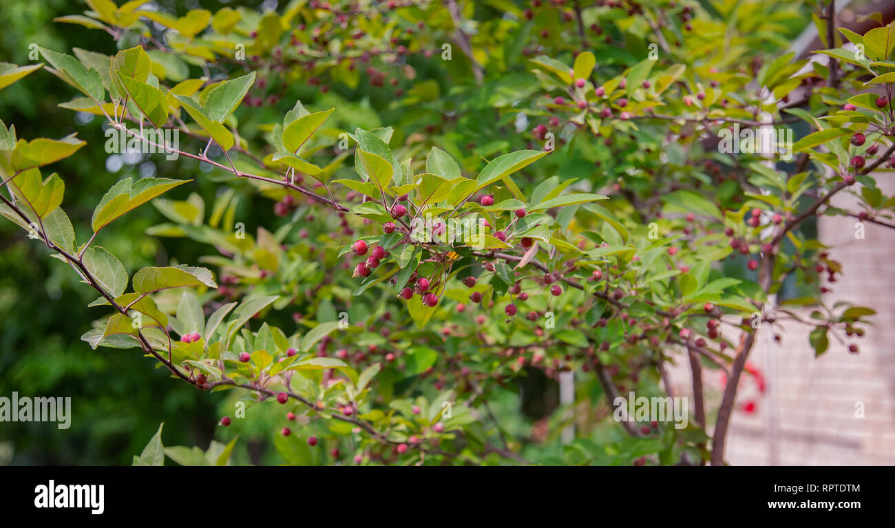 Small wild rennet apples. Crabapples are popular as compact ornamental trees, providing blossom in Spring and colourful fruit in Autumn. Stock Photo