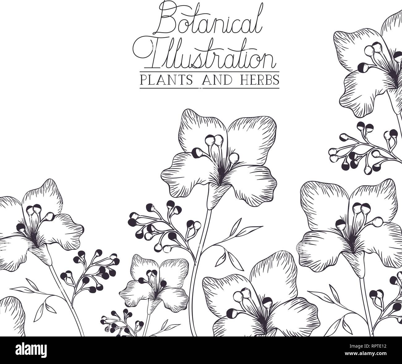 botanical illustration label with plants and herbs Stock Vector