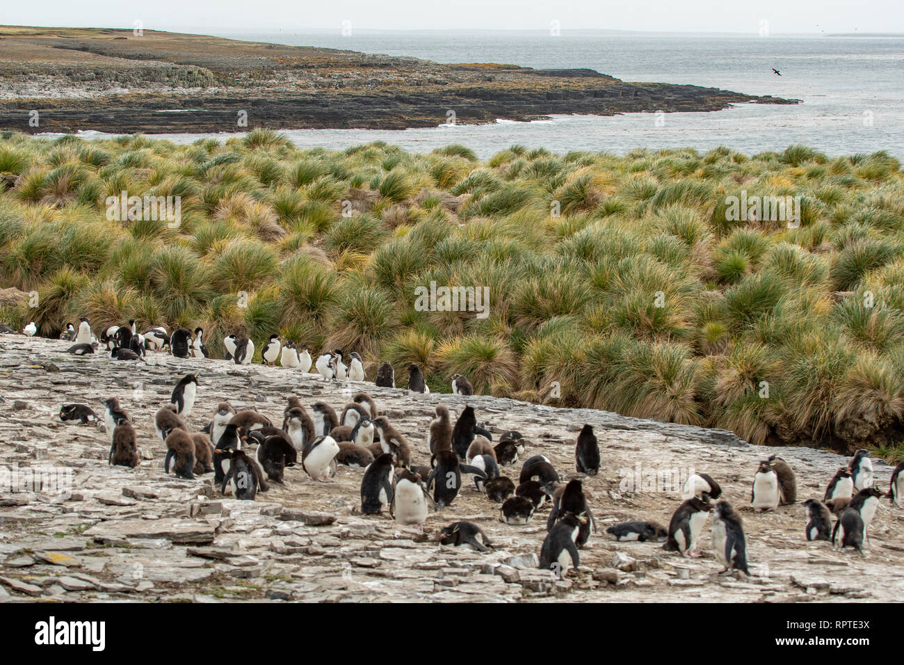Colony of Rockhopper Penguins, Eudyptes chrysocome, Bleaker Island, Falkland Islands Stock Photo
