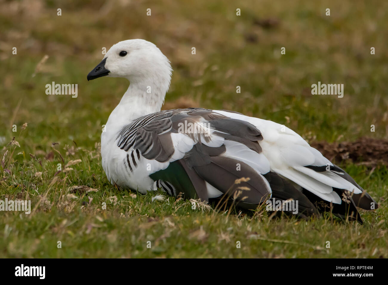 Chloephaga Picta High Resolution Stock Photography and Images Alamy