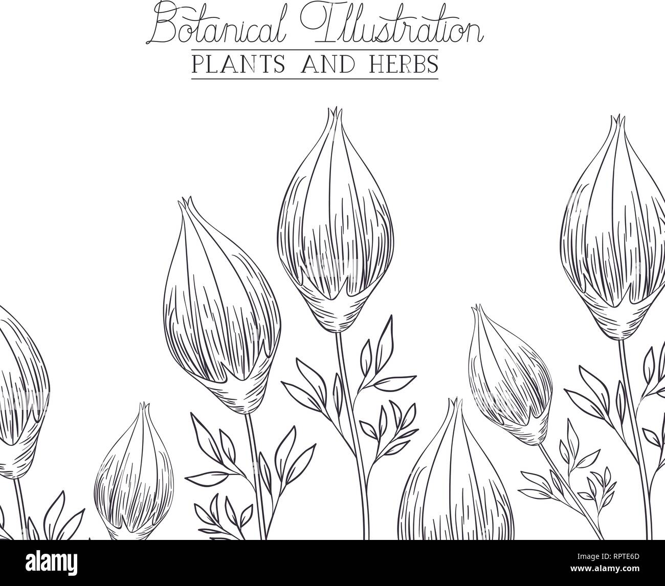botanical illustration label with plants and herbs Stock Vector Image
