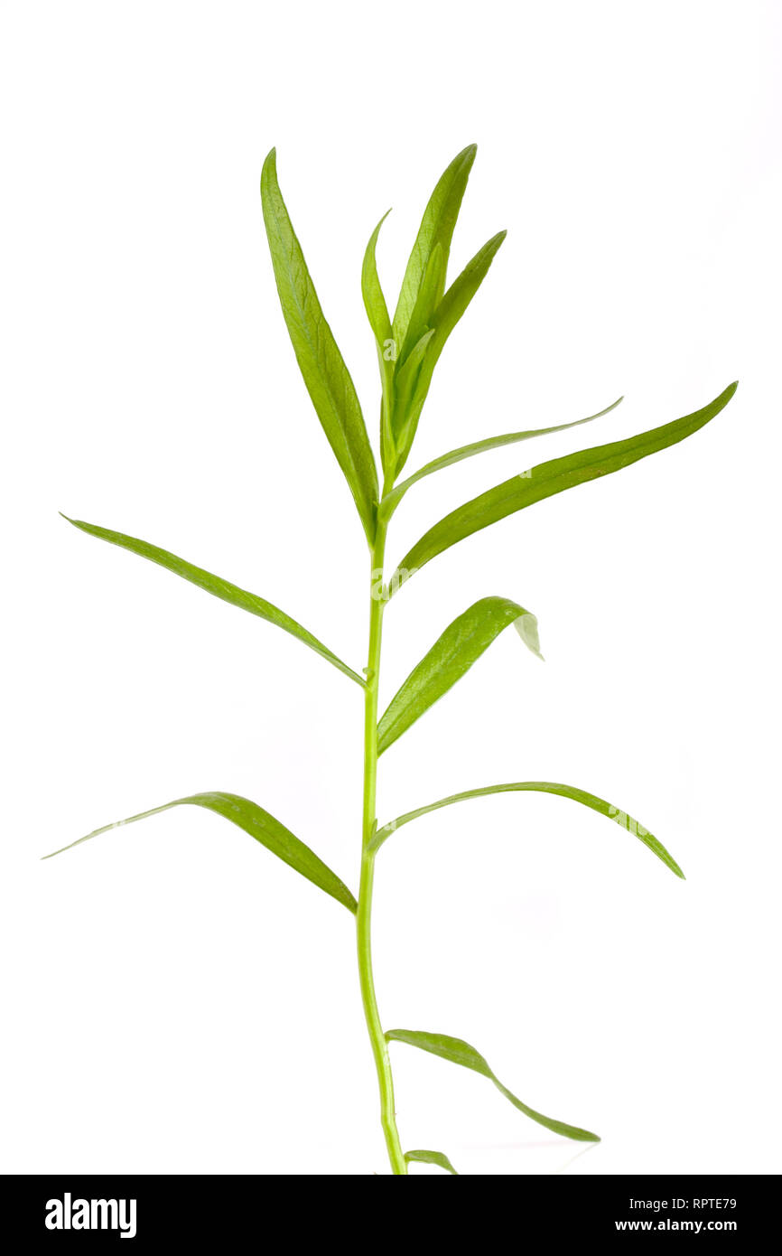 Sprig of tarragon isolated on a white background. Artemisia dracunculus Stock Photo Alamy
