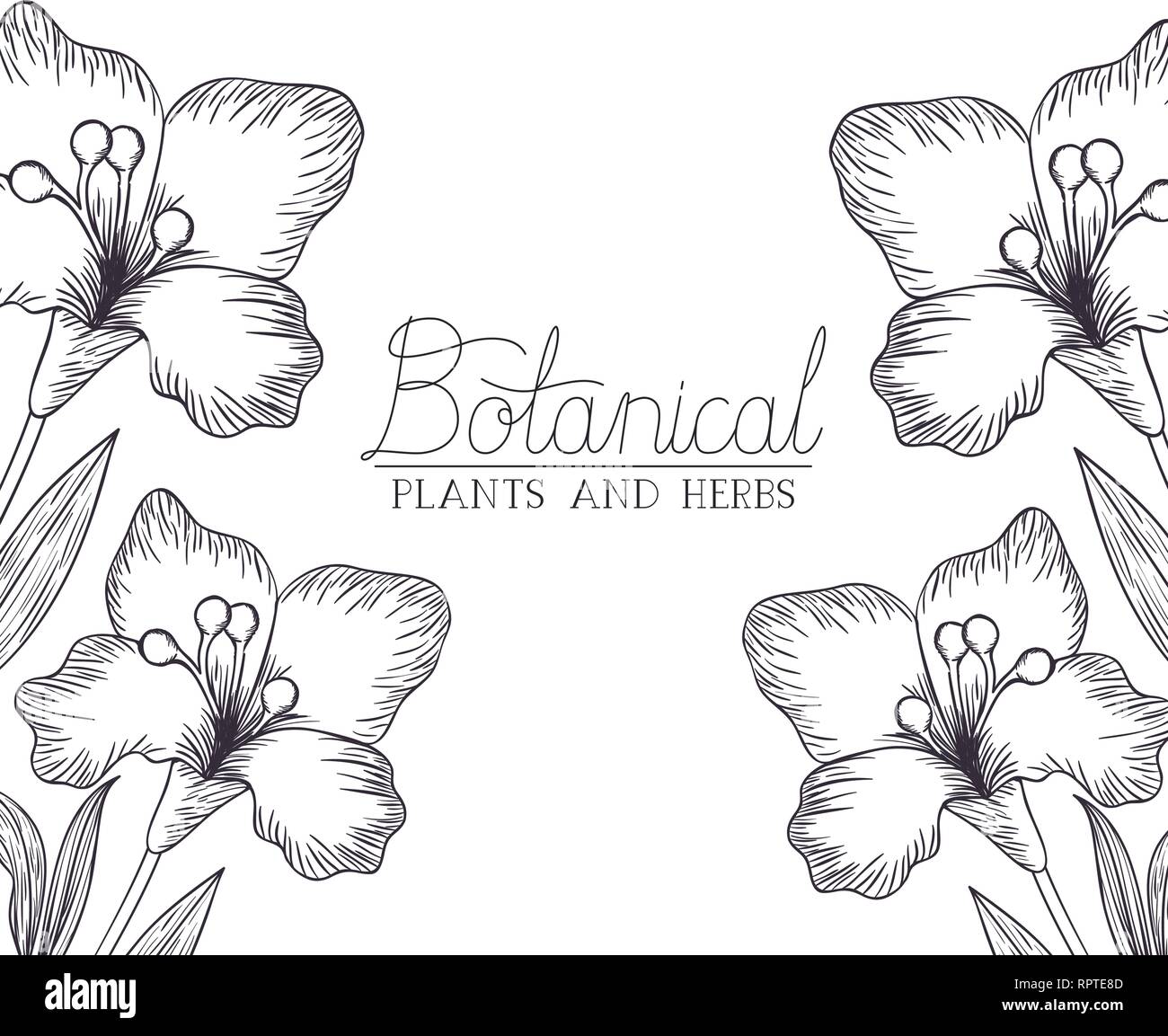 botanical plants and herbs label Stock Vector