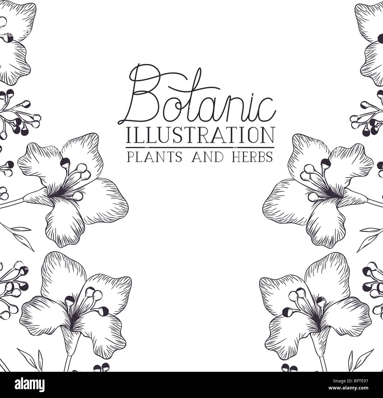 botanic illustration label with plants and herbs Stock Vector Image ...
