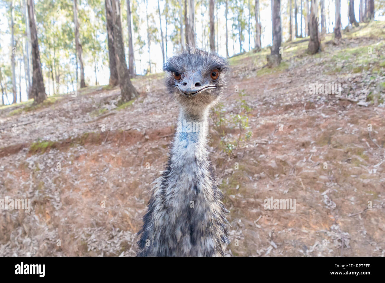 Australia Wild Emu In Nature Reserve Stock Photo Alamy