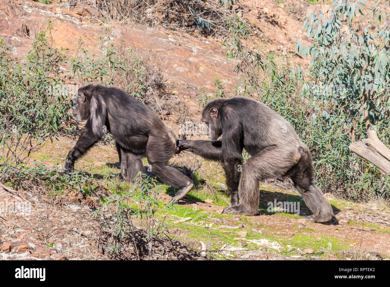 Chimpanzee male and female in mating season in natural habitat Stock Photo  - Alamy