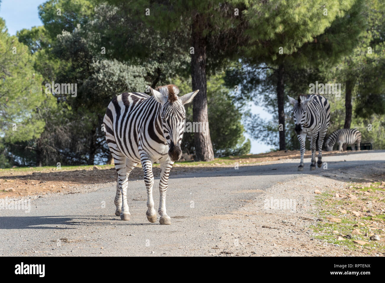 Zebra in natural habitat Stock Photo - Alamy