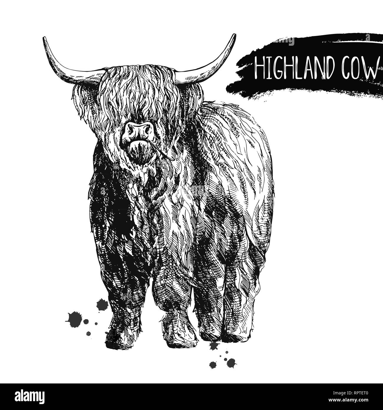 Hand drawn sketch style highland cattle isolated on white background. Vector illustration. Stock Vector