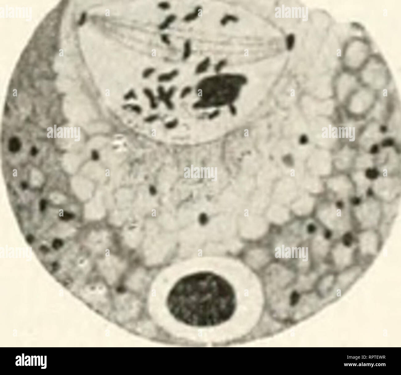 . Allgemeine Biologie. Biology; Cells. Fig. 183 rt. b, c. Eudoriiia elegans mit Kernen auJ drei Stadien, gefärbt mit Eisenhämatoxylin nach Hartmann (VIII, 1921). (t Ruhestadium des Kernes von Eudorina elegans mit schwarzgefärbtem KarA'Osom, intranukjeärem. in seiner Nähe gelegenen Zentriol und hellem wabigem Außenkern. Unter den beiden (ieißeln liegen zwei Basalkörper, von denen schwarzgefärbte Verbindungsfäden bis an den Kern heranreichen. Unter diesem ein großer schwarzgefärbter ( hromatophor. b Prophase der Kernteilung, bei welcher im Außenkern gewiuideneC'hromatinfäden (Chromosomen) scharf Stock Photo