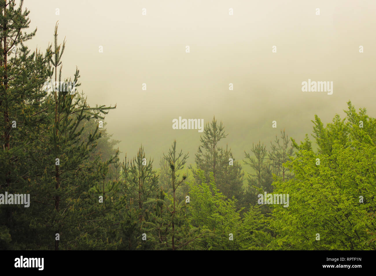 Soft misty view of a pine tree forest covered by thick, golden mist Stock Photo