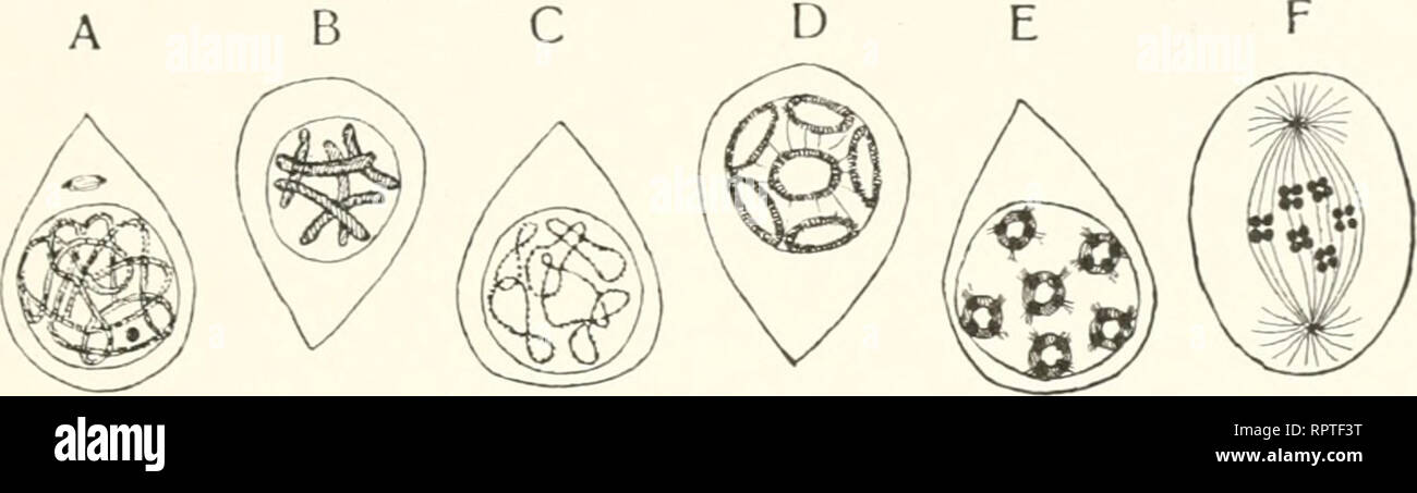 Allgemeine Biologie Cytology Histology Die Erscheinungen Und