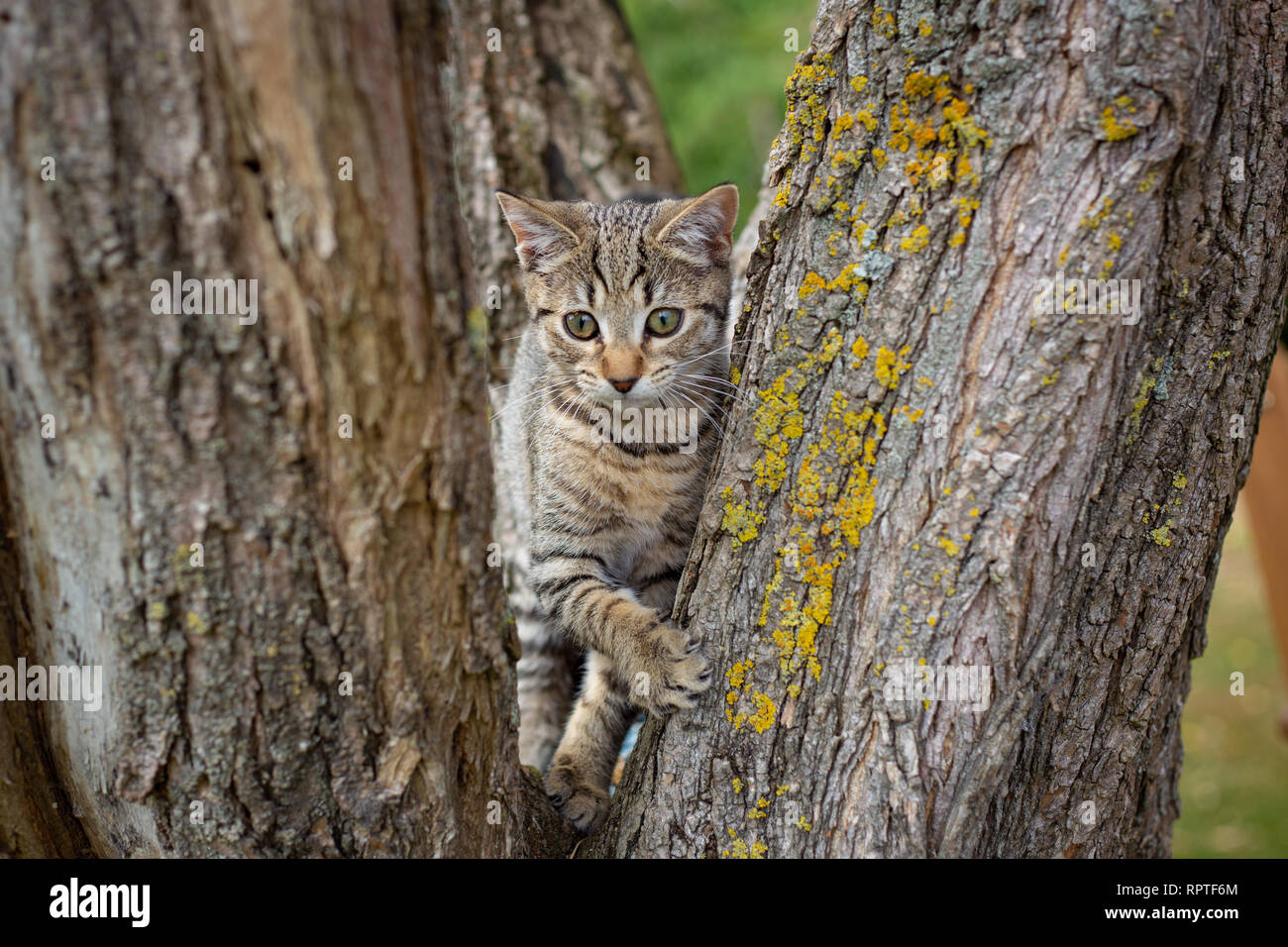 A tabby kitten loves playing in a tree and clawing at the bark on the tree trunk Stock Photo