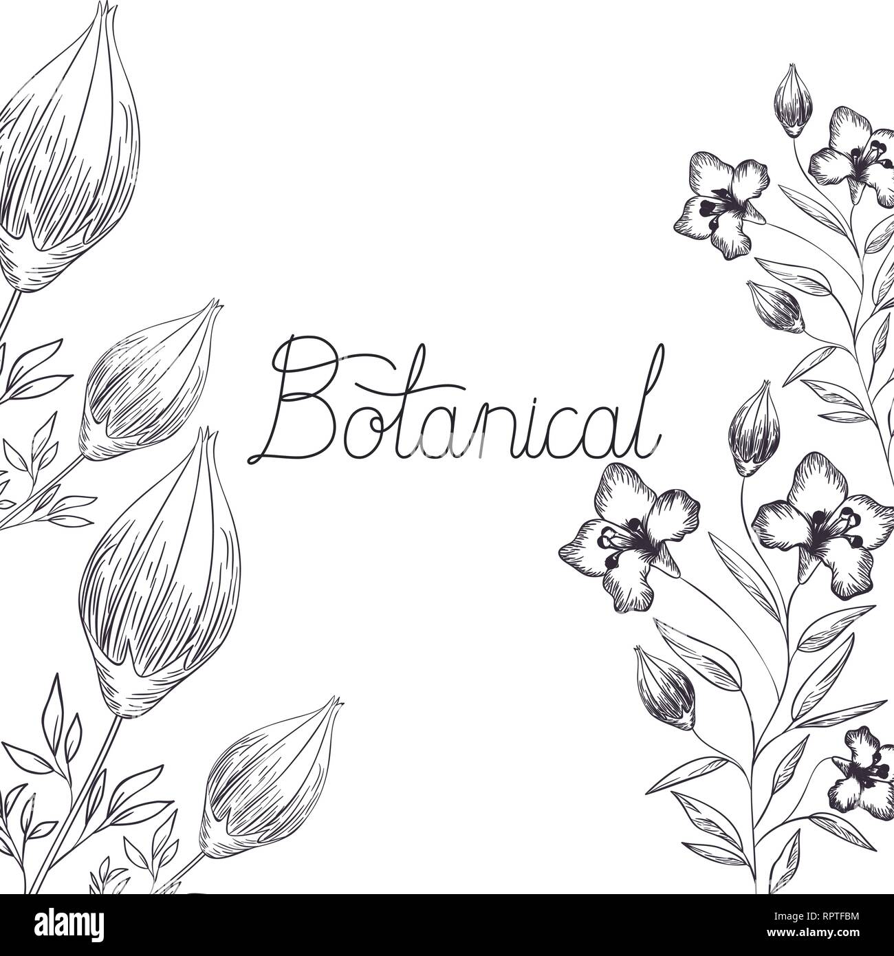 botanical label with plants isolated icon Stock Vector Image & Art - Alamy