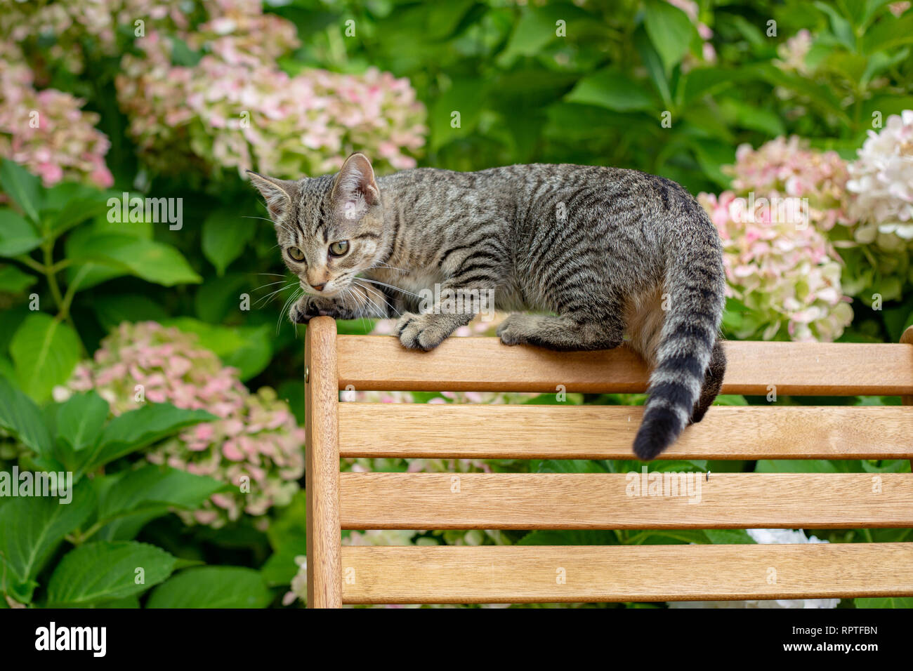 A kitten climbs on the back of garden furniture ready to pounce on leaves Stock Photo