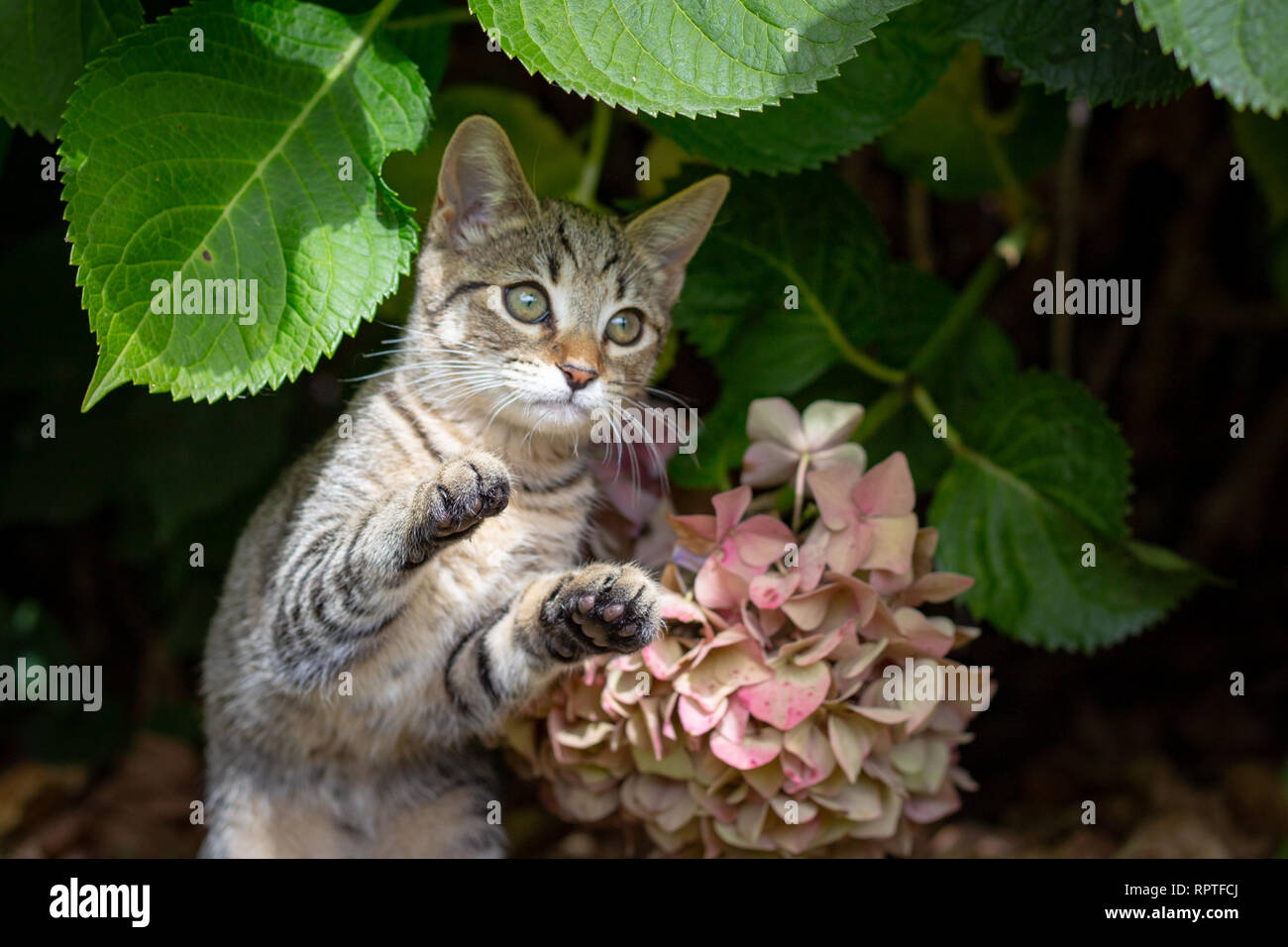 A tabby kitten plays under hydrangea bushes pretending to attack and pounce Stock Photo