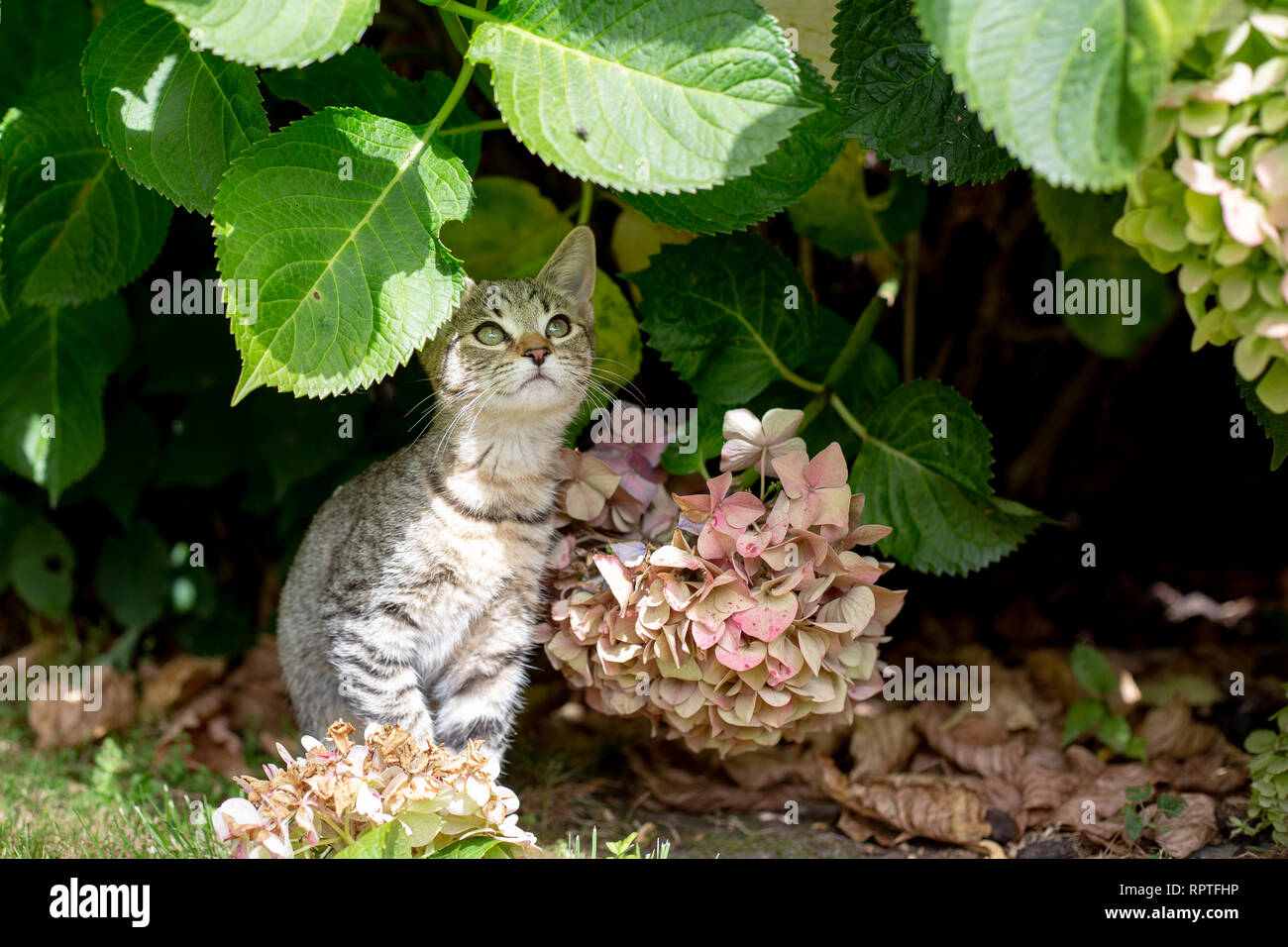 A kitten plays under shrubs watching for movement so she can pounce Stock Photo