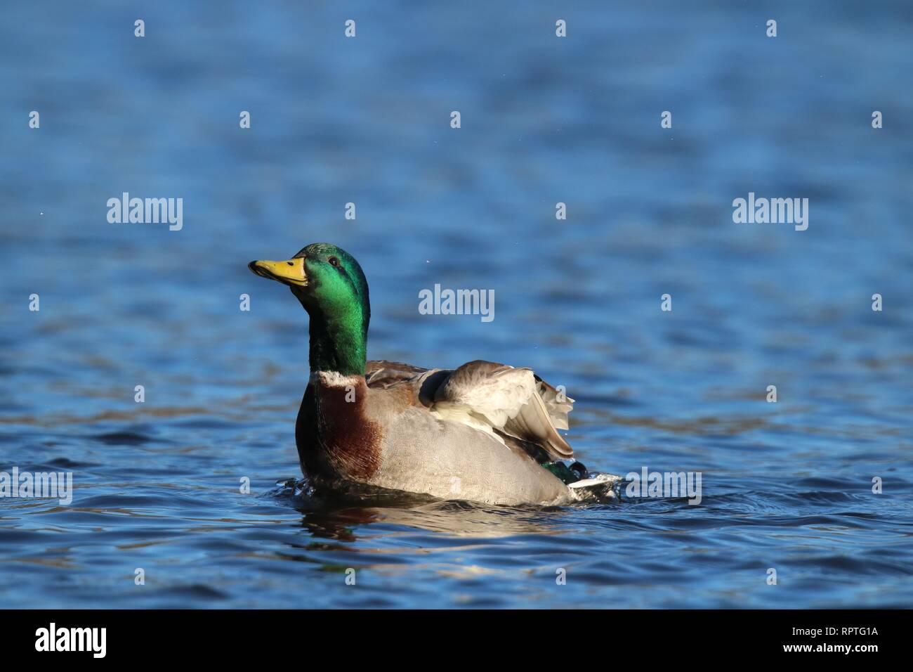 A swimming male mallard duck folding his wings after flapping on a blue lake Stock Photo