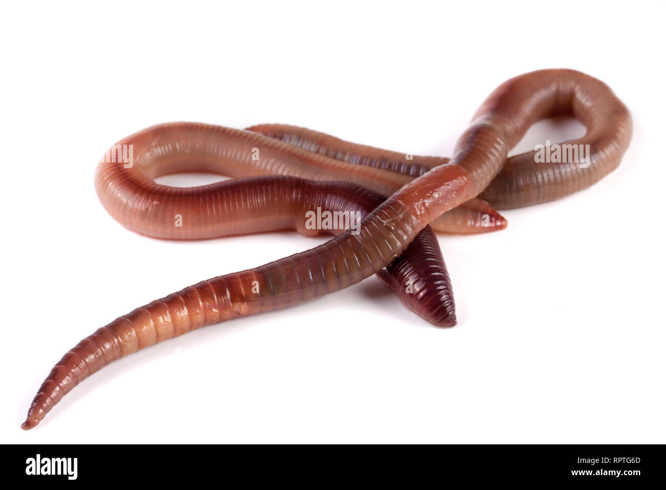 Two earthworms isolated on white background Stock Photo