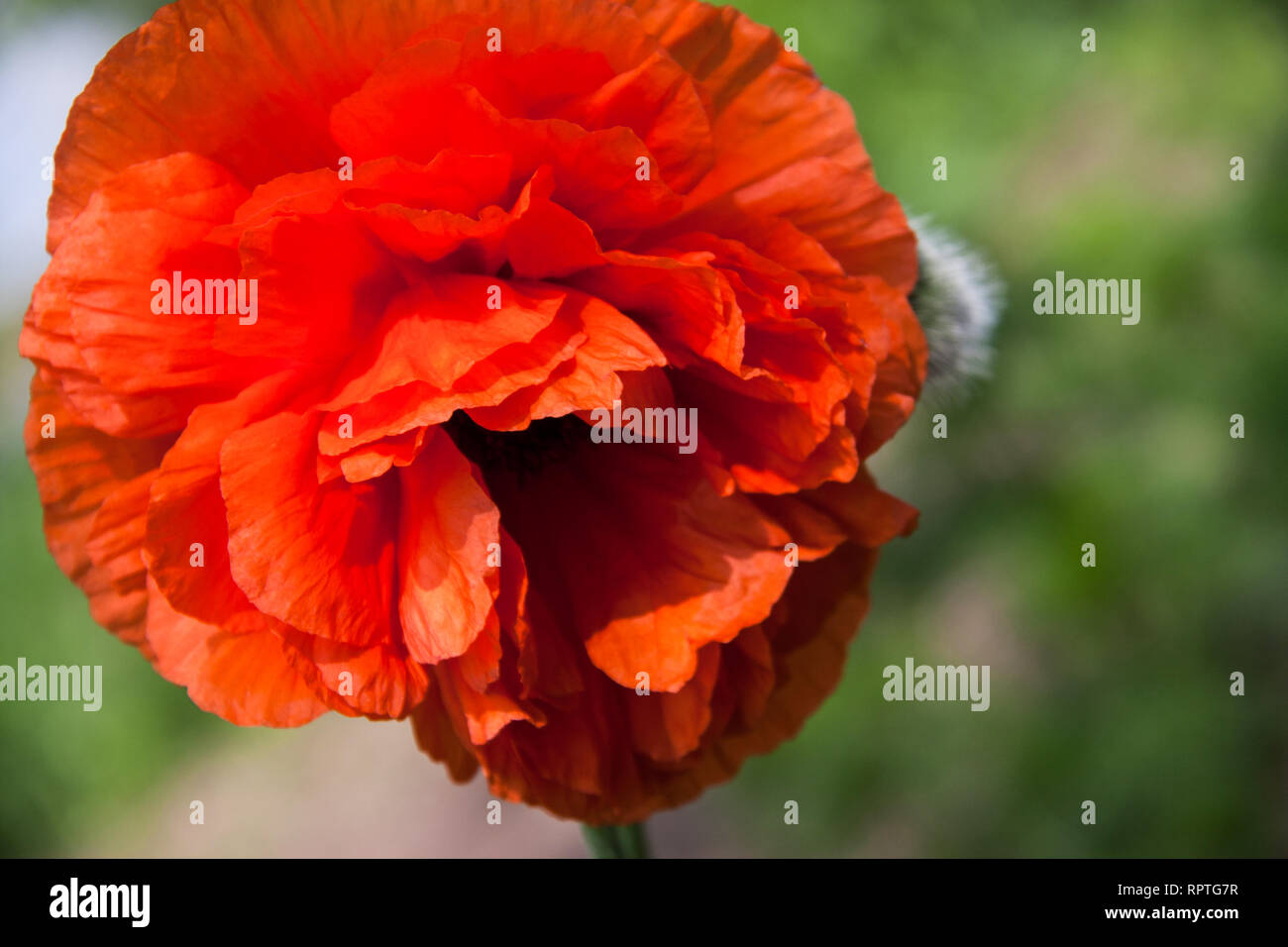 Poppy flower arrangement hi-res stock photography and images - Alamy
