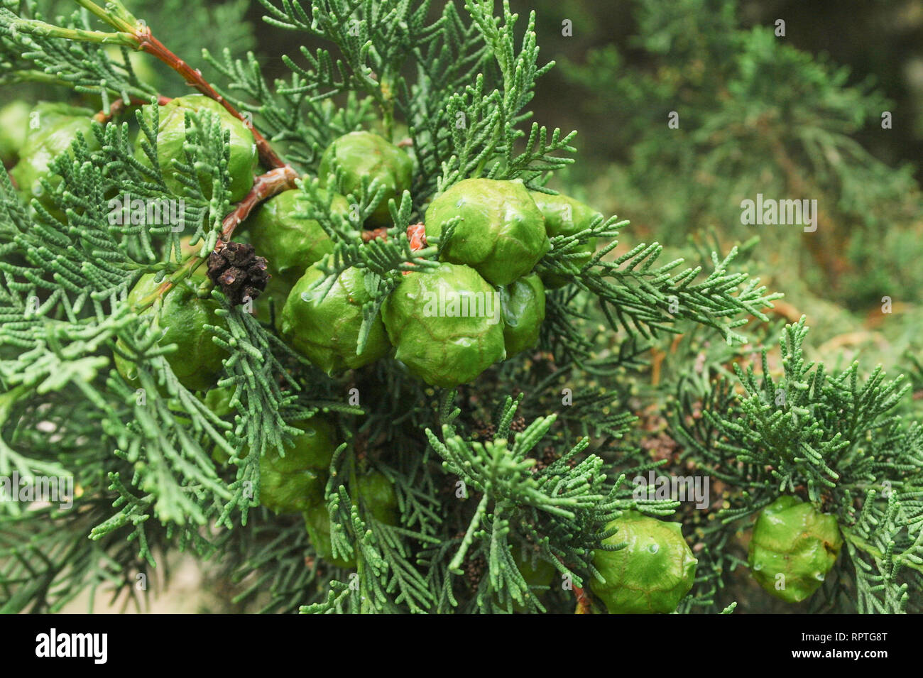 Cypress seed hires stock photography and images Alamy
