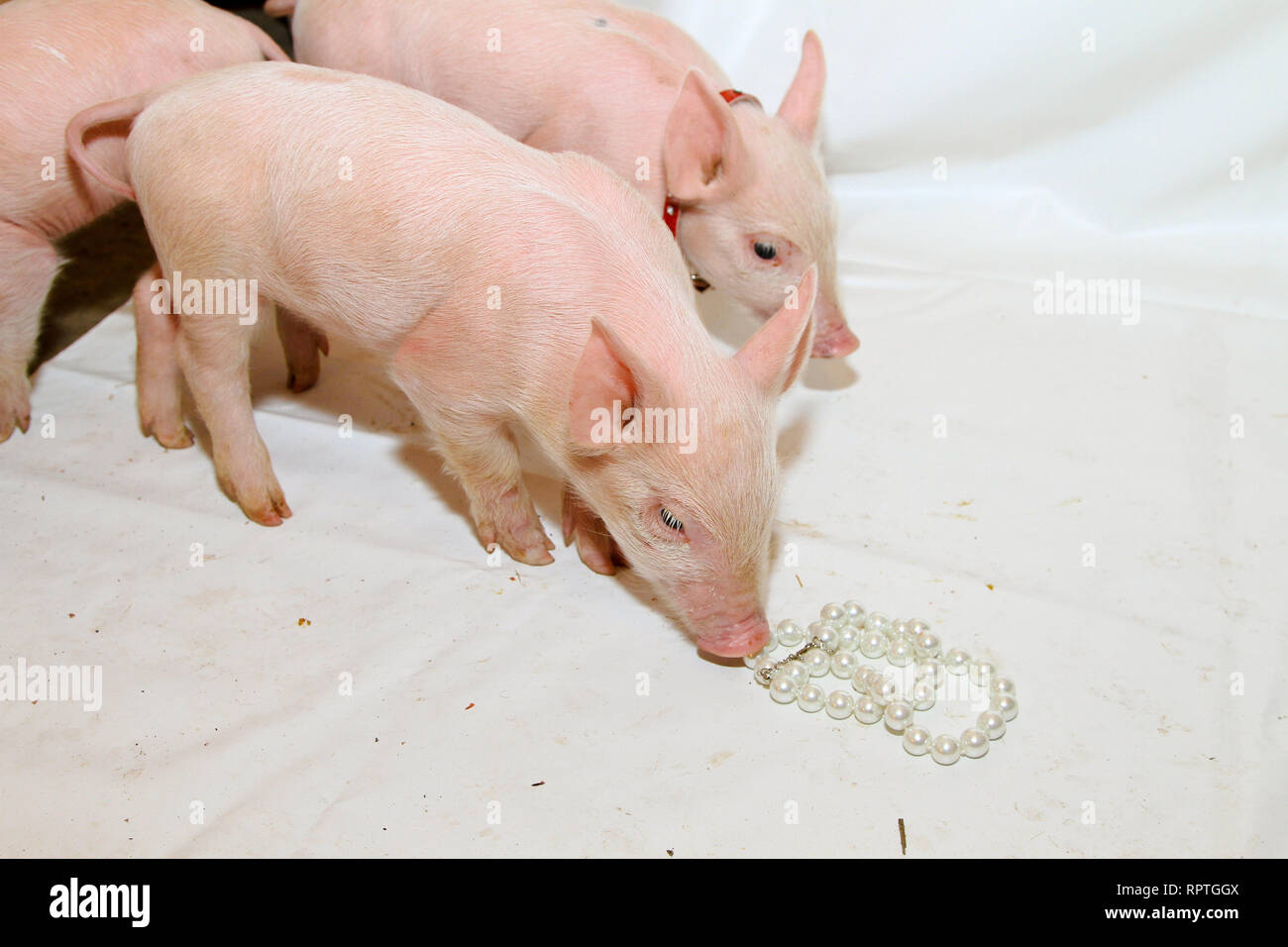 Не бросайте свиньям жемчуга. Жемчуг и свиньи. To Cast Pearls before Swine. Фото свинья бисера метать.