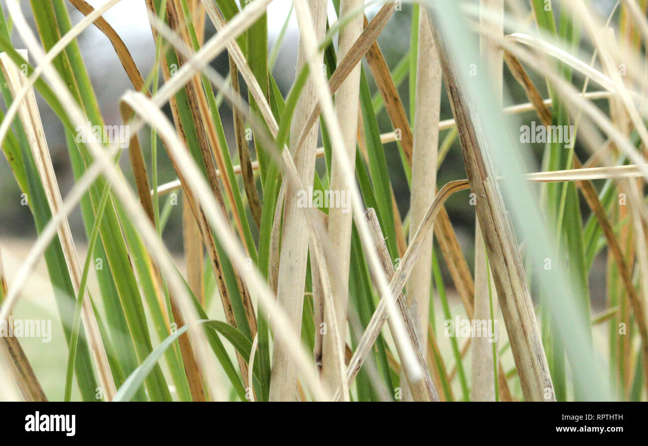 Pampas grass in the autumn Stock Photo