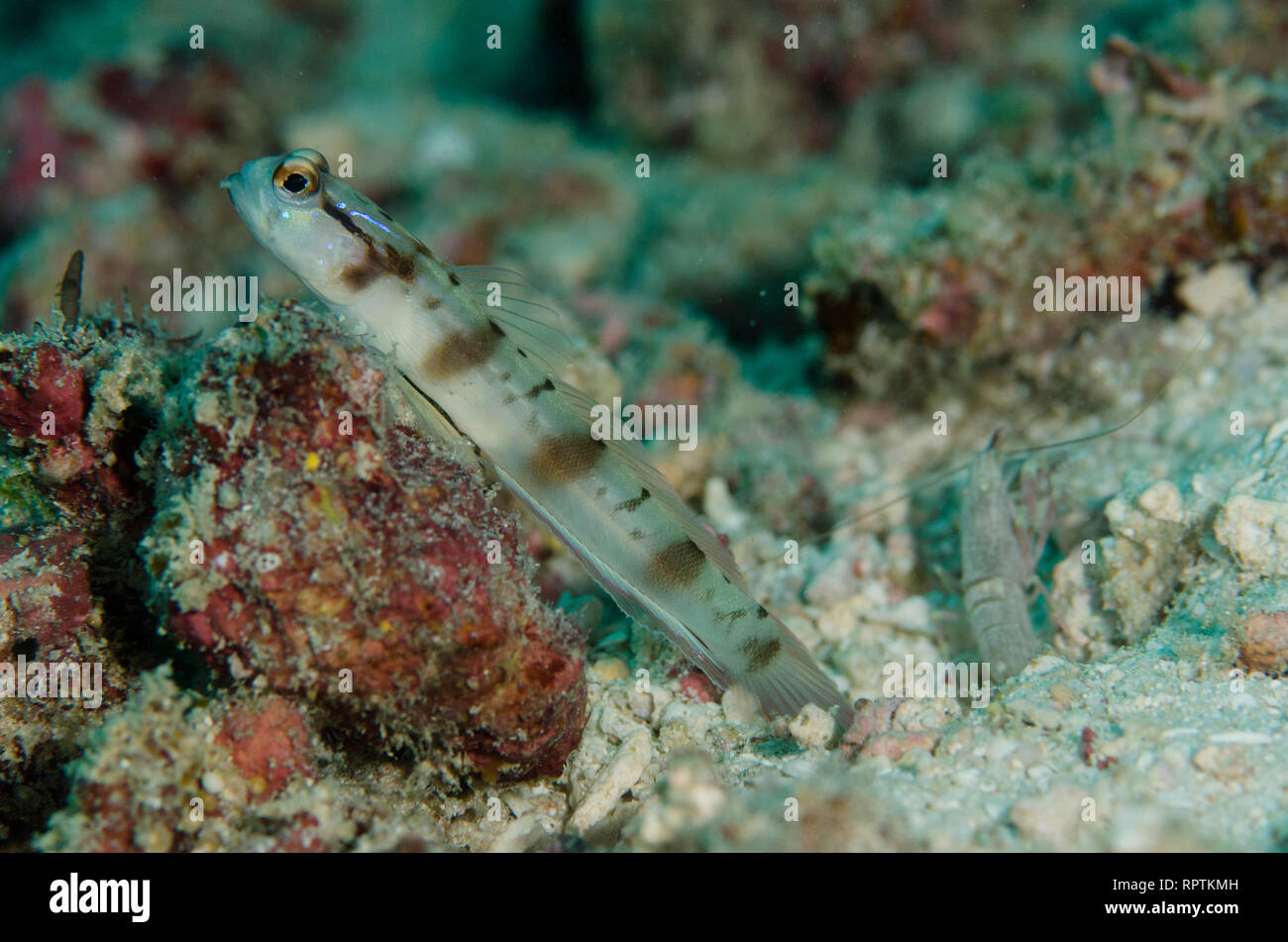 Masked Shrimpgoby, Amblyeleotris gymnocephala, with Snapping Shrimp, Alpheus sp, Pulau Viawar dive site, Tanimbar Island, Forgotten Islands, Indonesia Stock Photo