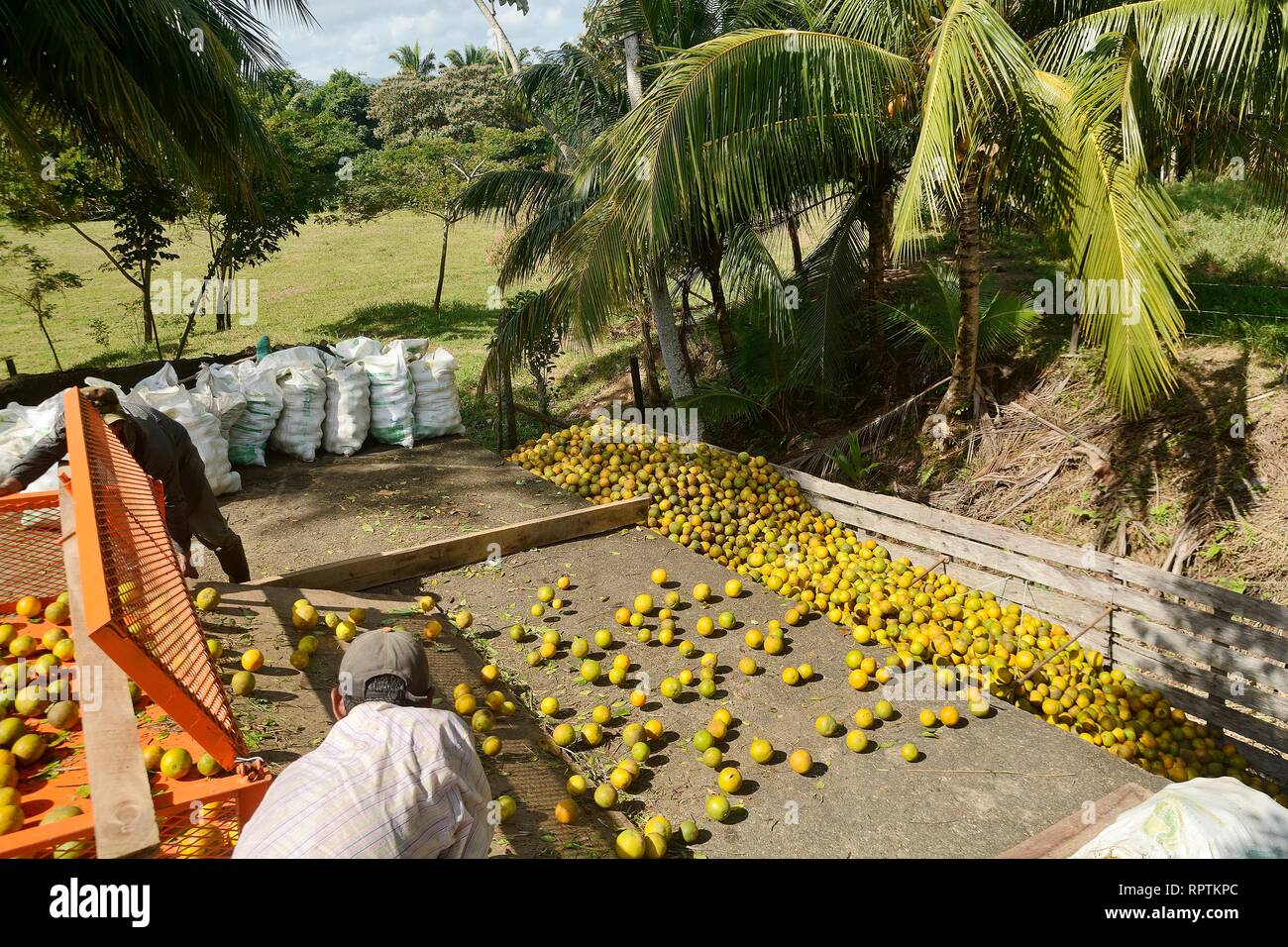 Sittee River Village, Stann Creek District, Belize - February 12, 2019: A load of freshly harvested oranges being loaded onto a citrus truck to be tak Stock Photo