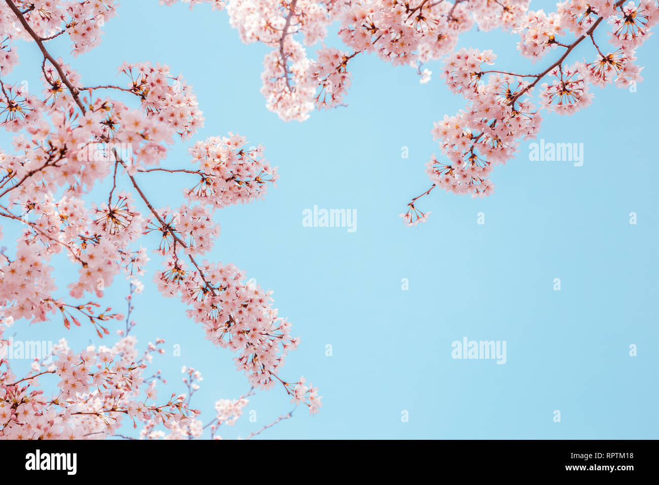 Cherry blossoms with blue sky background Stock Photo - Alamy