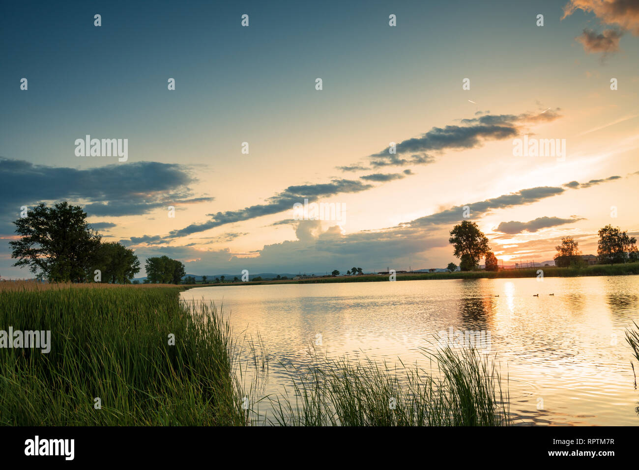 Silhouette tree at sunset in lake in summer. Stock Photo