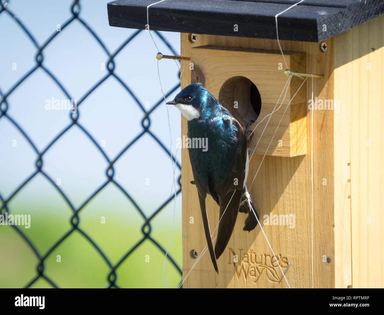 A tree swallow (Tachycineta bicolor) defends the front entrance of a birdhouse (nestbox). Beaumont, Alberta, Canada. Stock Photo