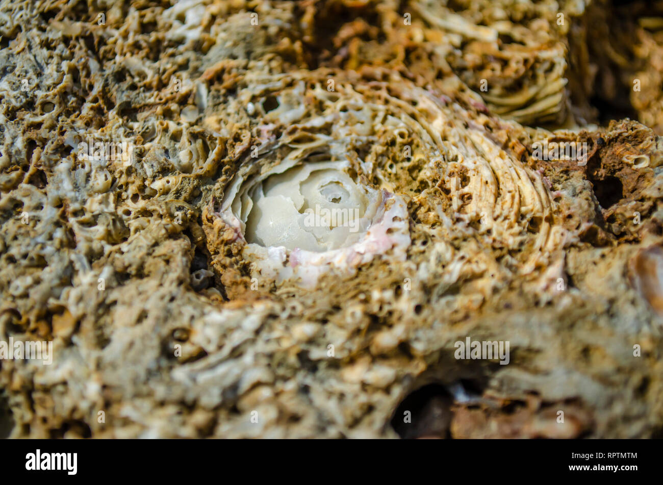 Roses shell carvings on stone. Stock Photo