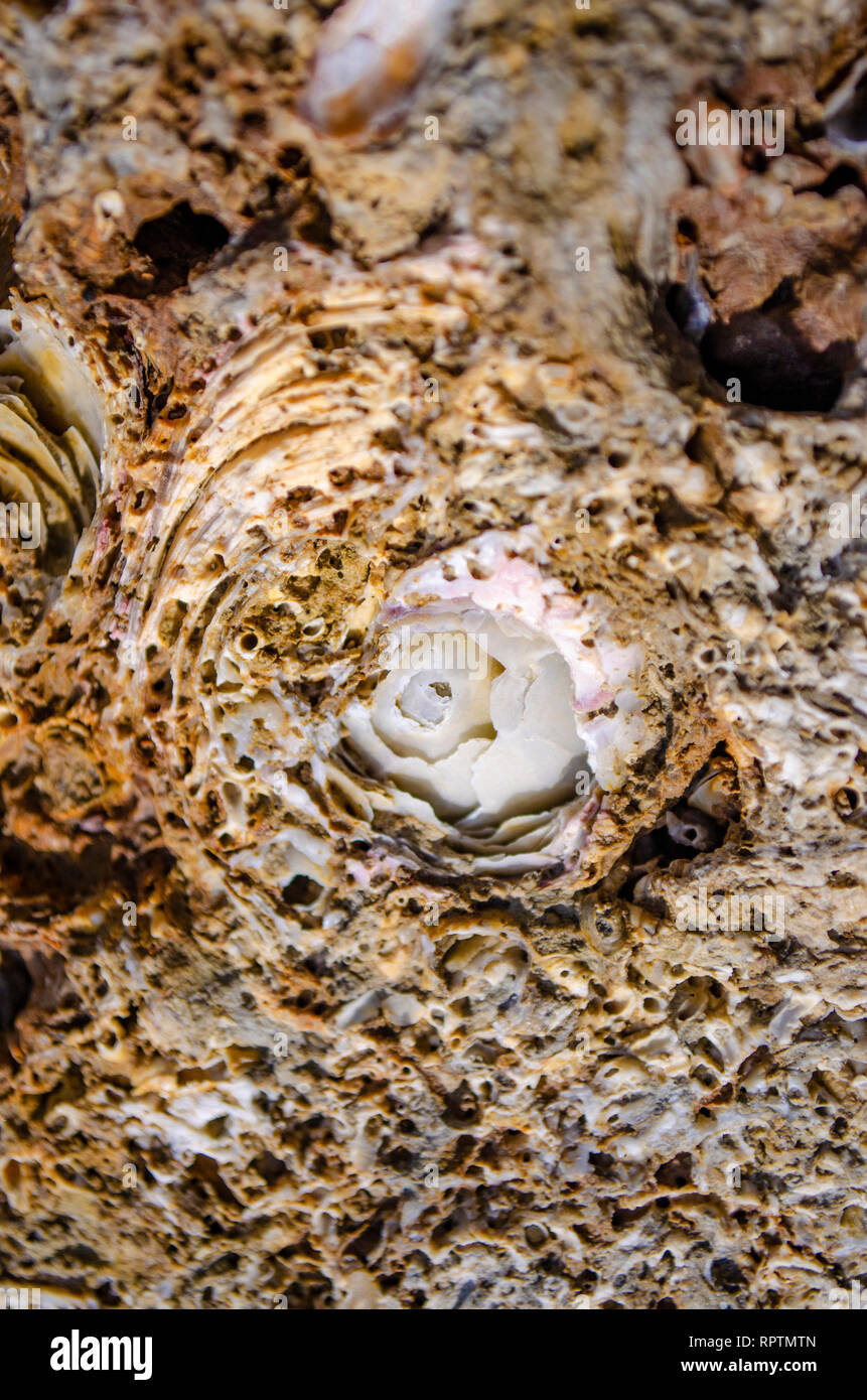 Roses shell carvings on stone. Stock Photo