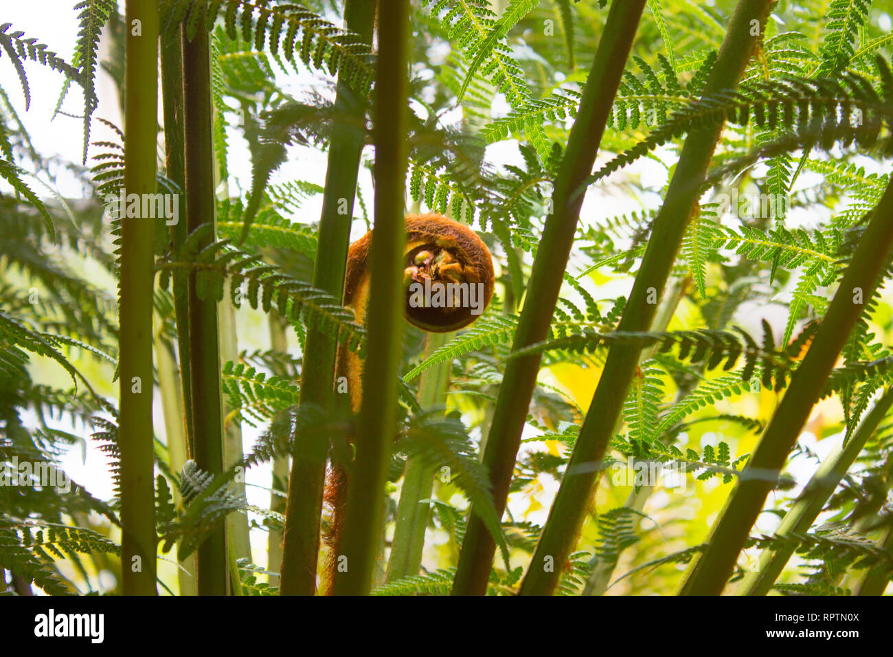 tropical rainforest plants outdoor background lives flora travel Stock Photo