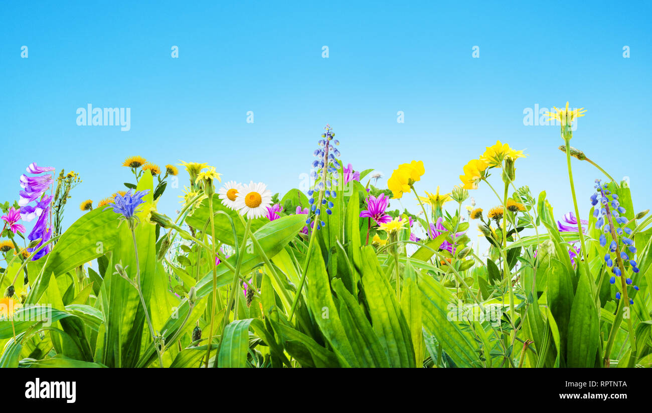 Plants flowers grass on hi-res stock photography and images - Alamy