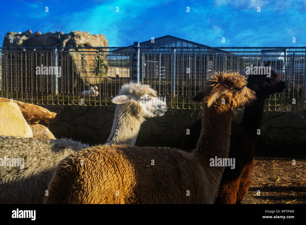 The Three Alpacas. Three differently colored Alpacas in Malta. Stock Photo