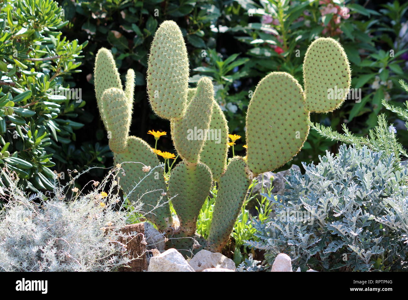 Barbary fig or Opuntia ficus-indica or Prickly pear or Indian fig opuntia or Cactus pear or Spineless cactus with scarce needles Stock Photo