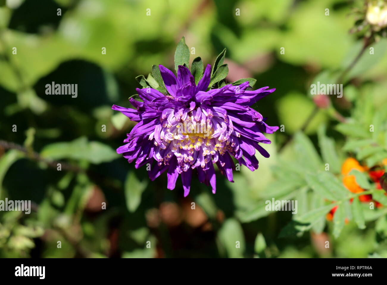 China aster or Callistephus chinensis or Annual aster monotypic genus of flowering plant planted in local garden with dense violet flower Stock Photo