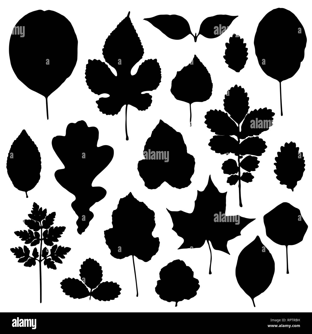 Leaves silhouettes set isolated on white background. Vector