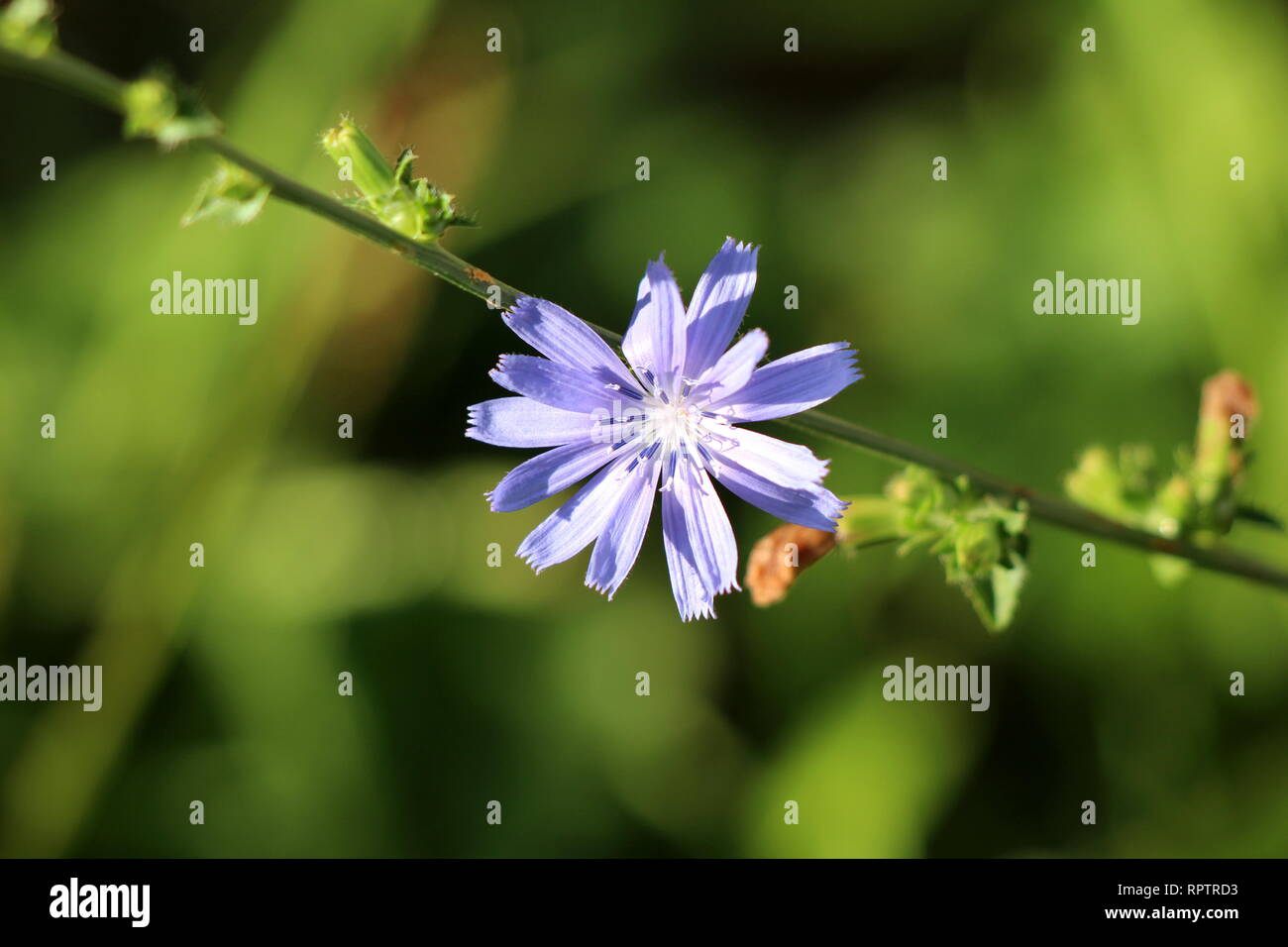 Common chicory or Cichorium intybus woody perennial herbaceous plant ...